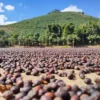 Café grains Pica Pau Brésil 200G