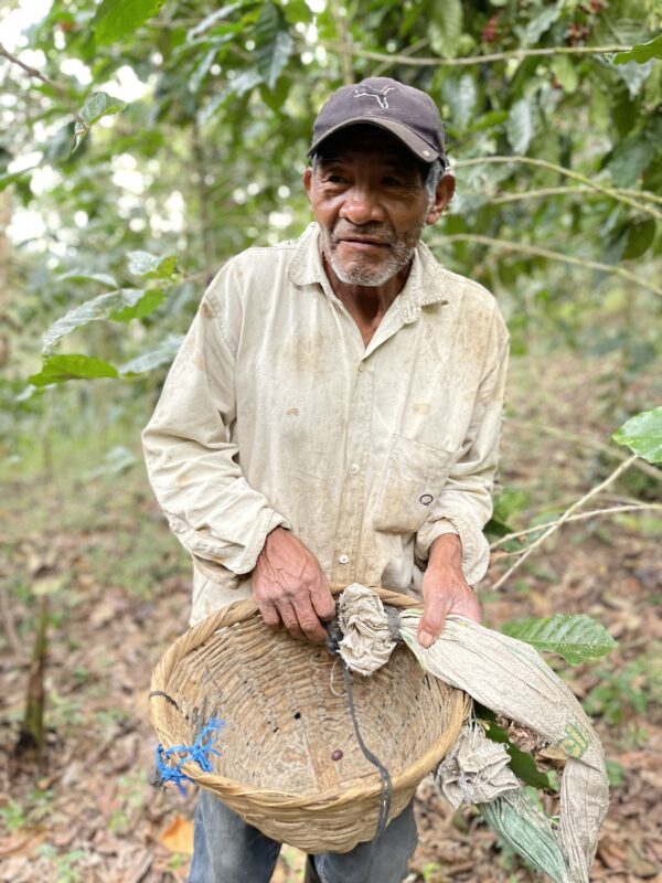 Cueilleur de cafe plantation