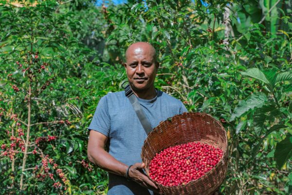 Ethiopie Sidama ramasseur