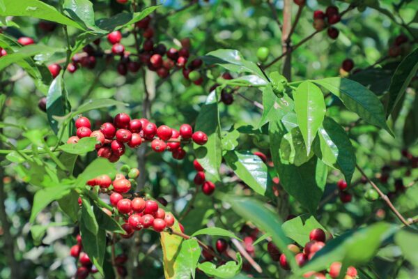 Ethiopie Sidama cerise